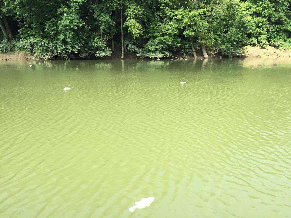 В водоемах упал уровень кислорода и рыба начала гибнуть / REUTERS