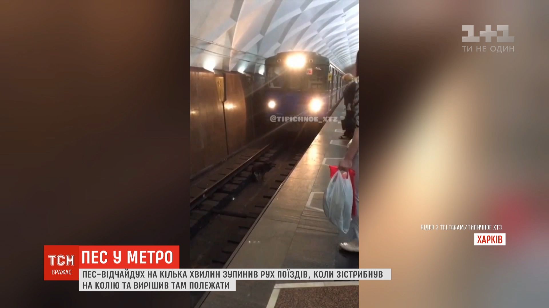 У підземці обіцяють розшукати собаку / скріншот У підземці обіцяють розшукати собаку / скріншот
