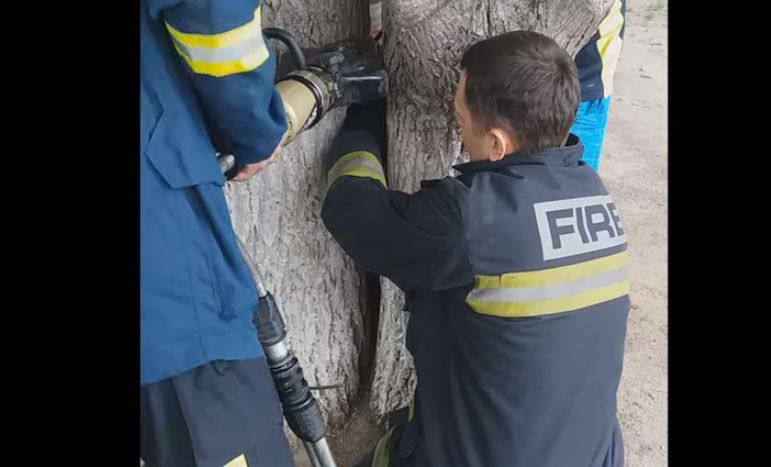 Рятувальники допомогли дитині, яка застрягла між деревами / скріншот