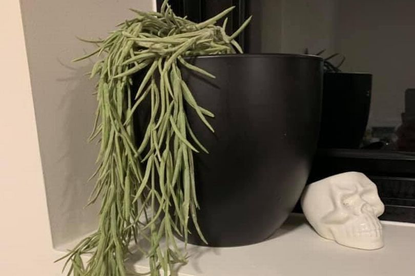 Цветок оказался искусственным / фото Yolanda Garbers