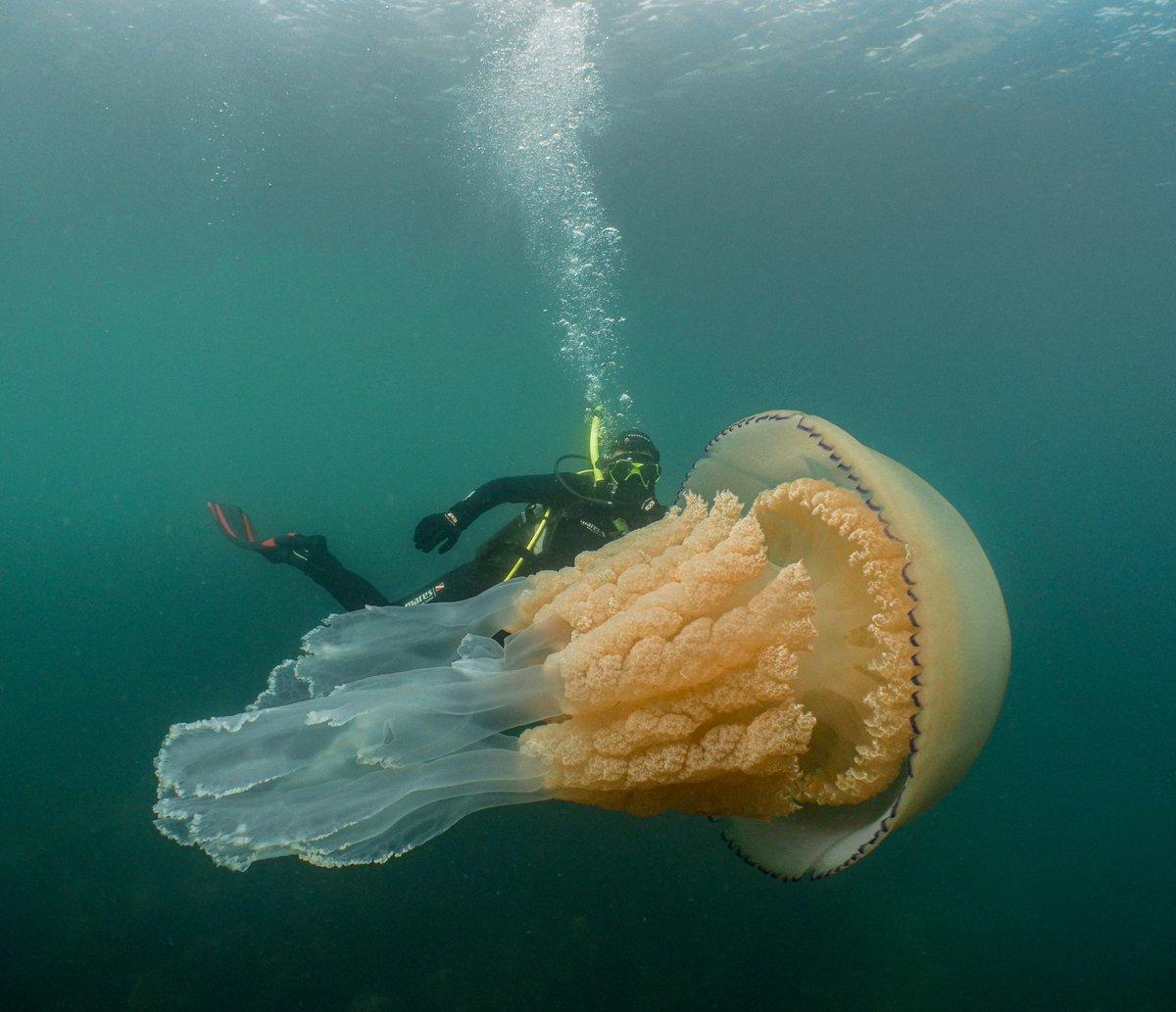 У побережья Англии нашли огромную медузу / Twitter, Lizzie Daly