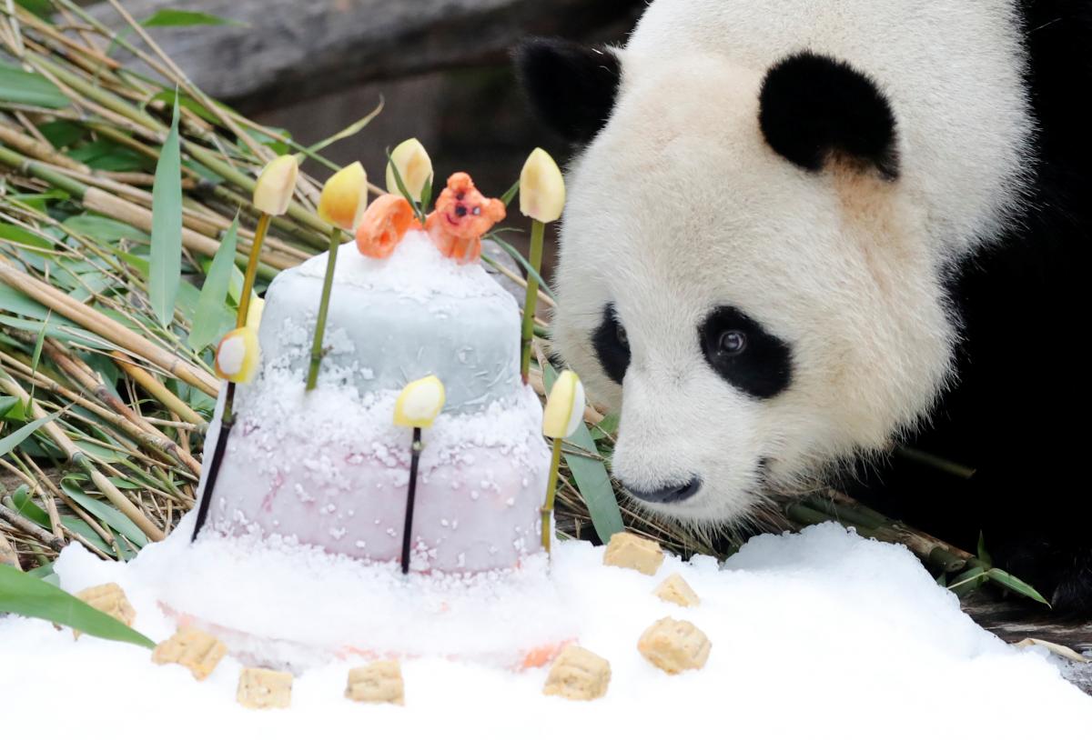Миліше нікуди: панда отримала на день народження торт