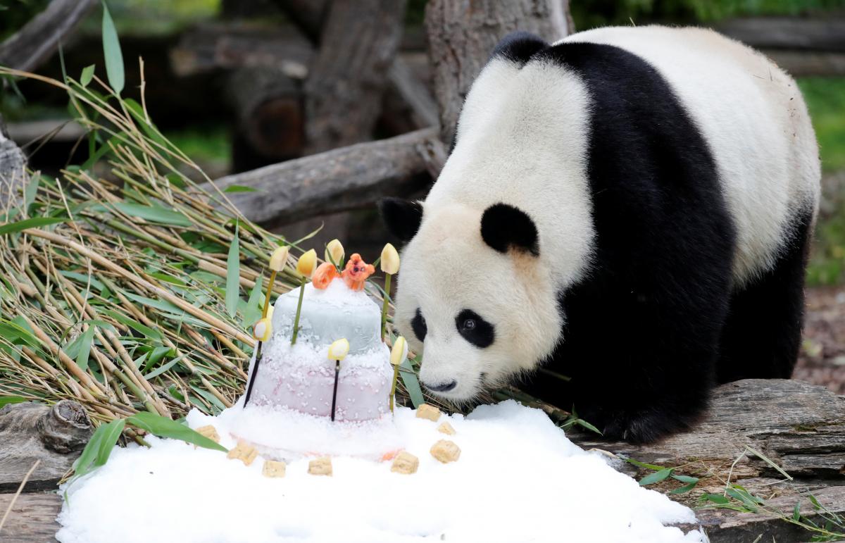 Миліше нікуди: панда отримала на день народження торт