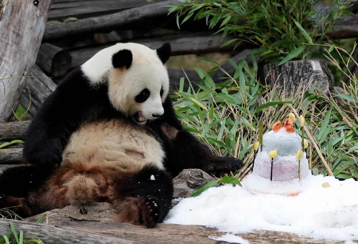 Милее некуда: панда получила на день рождения торт