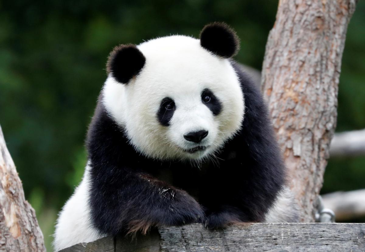 Екзотичні тварини та рідкісні птахи були символом престижу імператорської родини / фото REUTERS