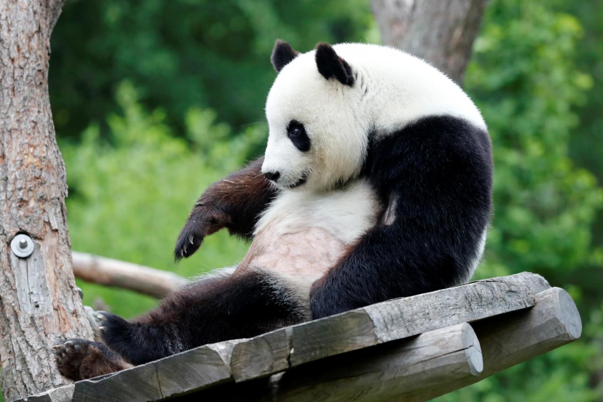 Китай заберет из США всех панд / фото REUTERS