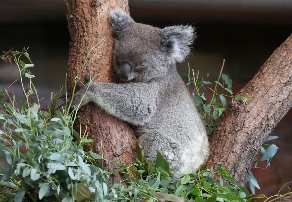 Коалам в Австралии грозит вымирание / фото REUTERS