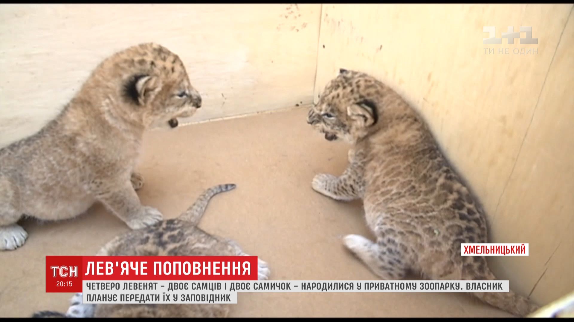 Це вже четверте потомство Амура та Тіари / скріншот Це вже четверте потомство Амура та Тіари / скріншот