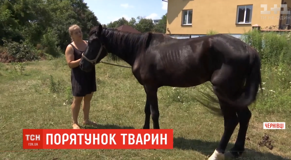 У Чернівцях зоозахисники врятували від забою декількох коней / Скріншот - ТСН