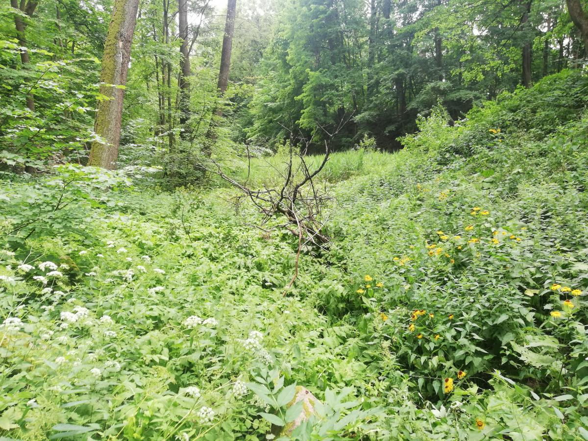 У межах лісництва Дарницького району проходитимуть навчання угруповання сил і засобів оборони Києва / фото Марина Григоренко У межах лісництва Дарницького району проходитимуть навчання угруповання сил і засобів оборони Києва / фото Марина Григоренко