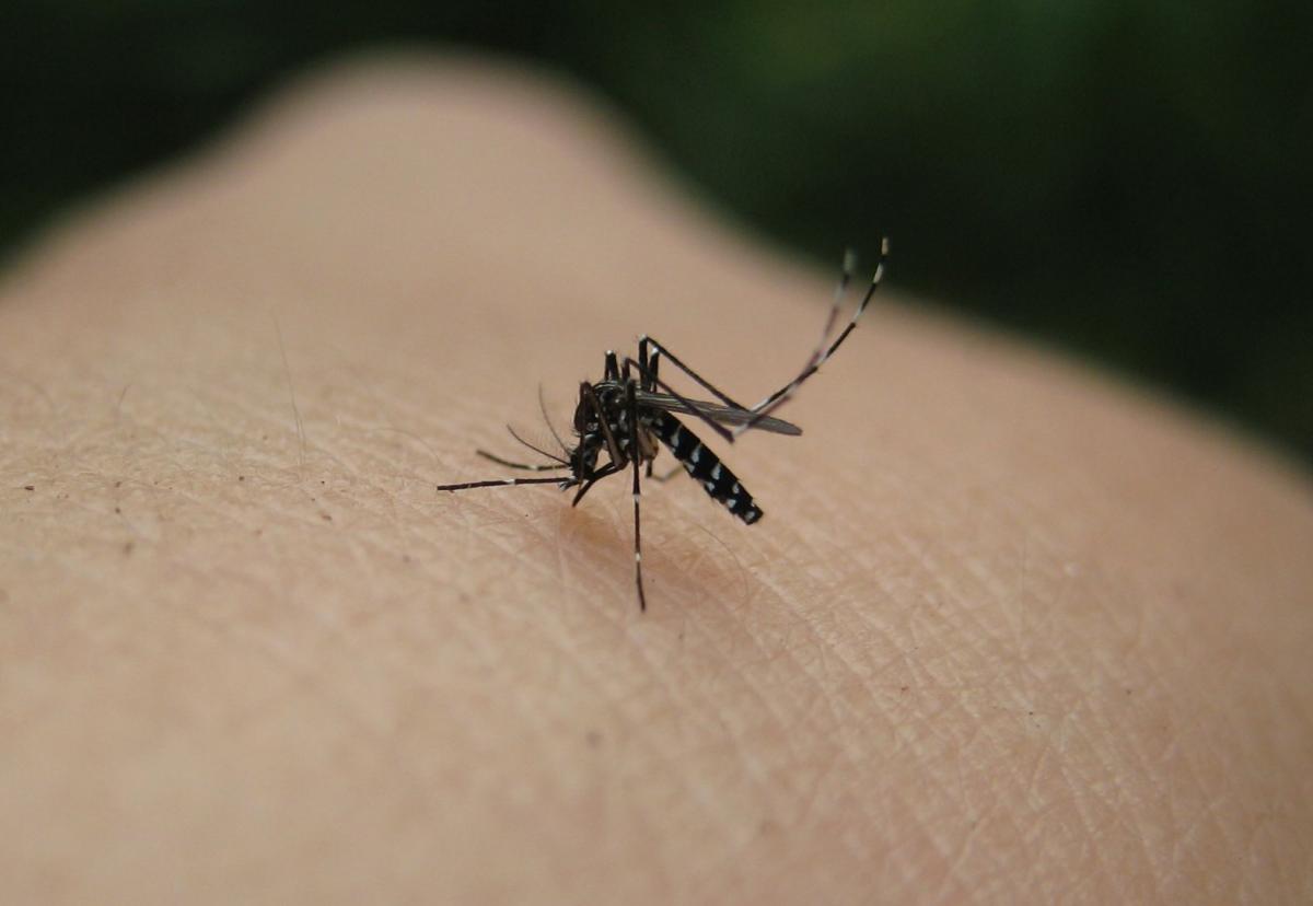 Как защититься от комаров / фото flickr.com/nightamazon