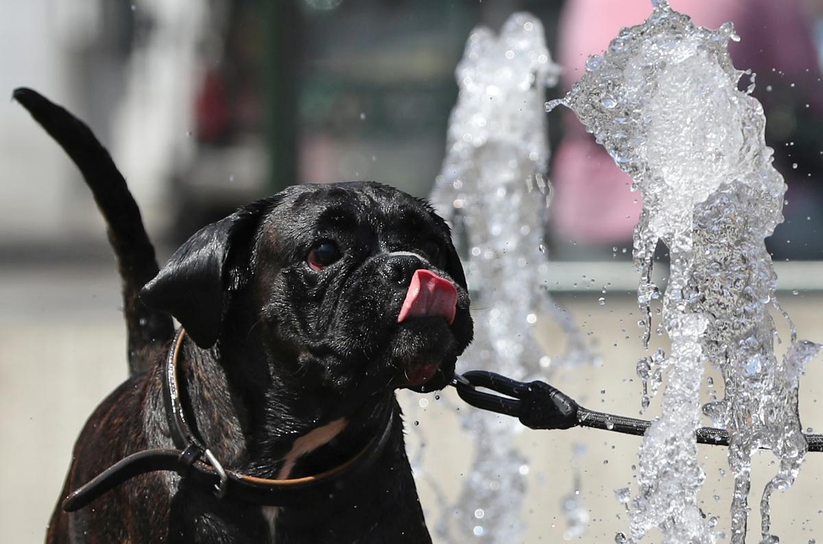 Песик ищет спасения в фонтане / Фото REUTERS