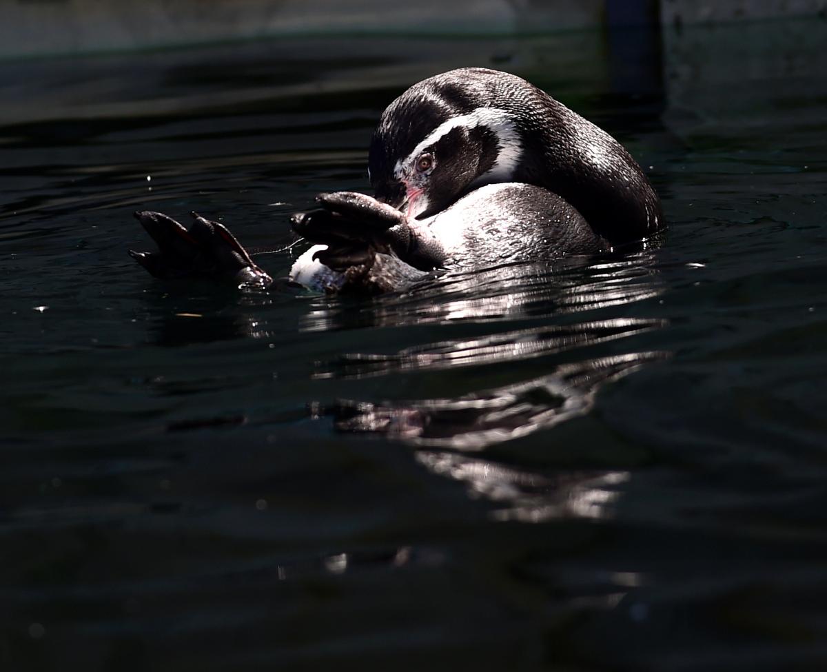 Пингвин в британском зоопарк прячется от жары в воде / Фото REUTERS