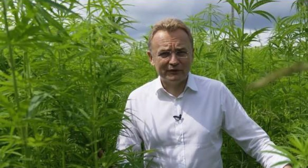 видео с плантациями марихуаны