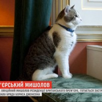 Британский правительственный кот Ларри готовится ко встрече с новым премьером Джонсоном (видео)