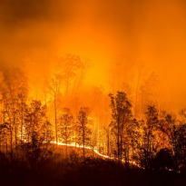 Massive forest fires in Siberia "climate emergency" – Greenpeace