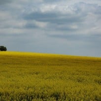 Farmland reform may be approved by year-end – Zelensky's Office