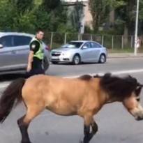 На улицах Киева поймали одинокого пони (видео)