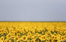 Синоптик рассказала, когда в Украину придет комфортная погода без дождей и жары
