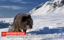 Лиса-путешественница: норвежские ученые обнаружили самого быстрого в мире песца (видео)