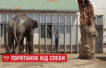 Водные процедуры и замороженные лакомства: жителей харьковского зоопарка спасают от жары (видео)