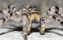 Під Харковом помітили небезпечних павуків (фото)