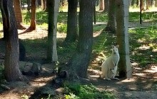 В Харьковском экопарке показали новорожденного кенгуру-альбиноса (фото, видео)