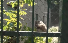 Двоє ведмедів почубилися за шматок морозива (відео)