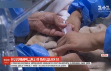 В Китае родились самые тяжелые в мире пандочки-близнецы (видео)