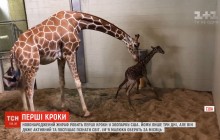 В американському зоопарку новонароджене жирафеня почало своє знайомство зі світом (відео)