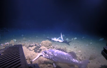 Морской окунь проглотил акулу и попал на видео