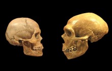 Знайдені найдавніші останки Homo sapiens за межами Африки