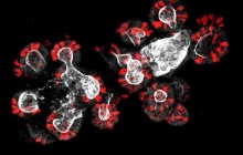 Ученые нашли способ остановить "старение"