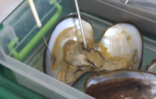 Украинские ученые показали первую партию жемчужин, выращенных в искусственных условиях (видео)