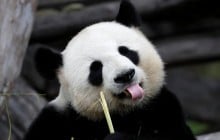 У китайському парку дикої природи поцілунок панд потрапив на відео