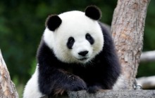 Археологи знайшли скелет гігантської панди в 2000-річній гробниці китайського імператора