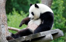 Китай забирає зі США всіх панд назад: що сталося