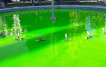 Невідомі пофарбували фонтани на столичному Майдані незалежності (фото)