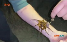 В Австралії рибалка через дурість ледь не загинув від смертоносного восьминога (відео)