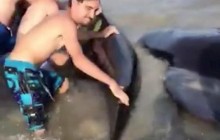 В США отдыхающие спасли 18 черных дельфинов, выбросившихся на пляж (видео)