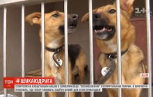 У Львові відомі спортсмени виступили волонтерами у центрі безпритульних тварин (відео)