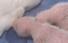 В китайском зоопарке родились панды-двойняшки (видео)