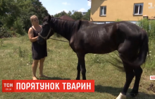 В Черновцах волонтеры спасают лошадей, которых владельцы решили отдать на убой (видео)