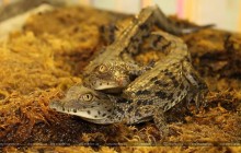 В Харьковском зоопарке родились детеныши нильских крокодилов (фото, видео)