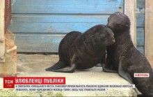 В немецком зоопарке морские львята-братья стали любимцами местной публики (видео)
