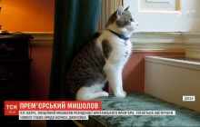 Британский правительственный кот Ларри готовится ко встрече с новым премьером Джонсоном (видео)