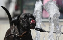 Погода на тиждень: в Україні буде спекотно та дощитиме (карта)