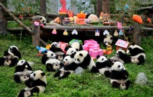 В китайском зоопарке для панд организовали массовый день рождения (фото, видео)