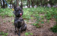 Из российского плена вернули собаку моряков (фото)