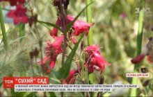 В Великобритании женщина вырастила сад на месте заброшенной автостоянки (видео)